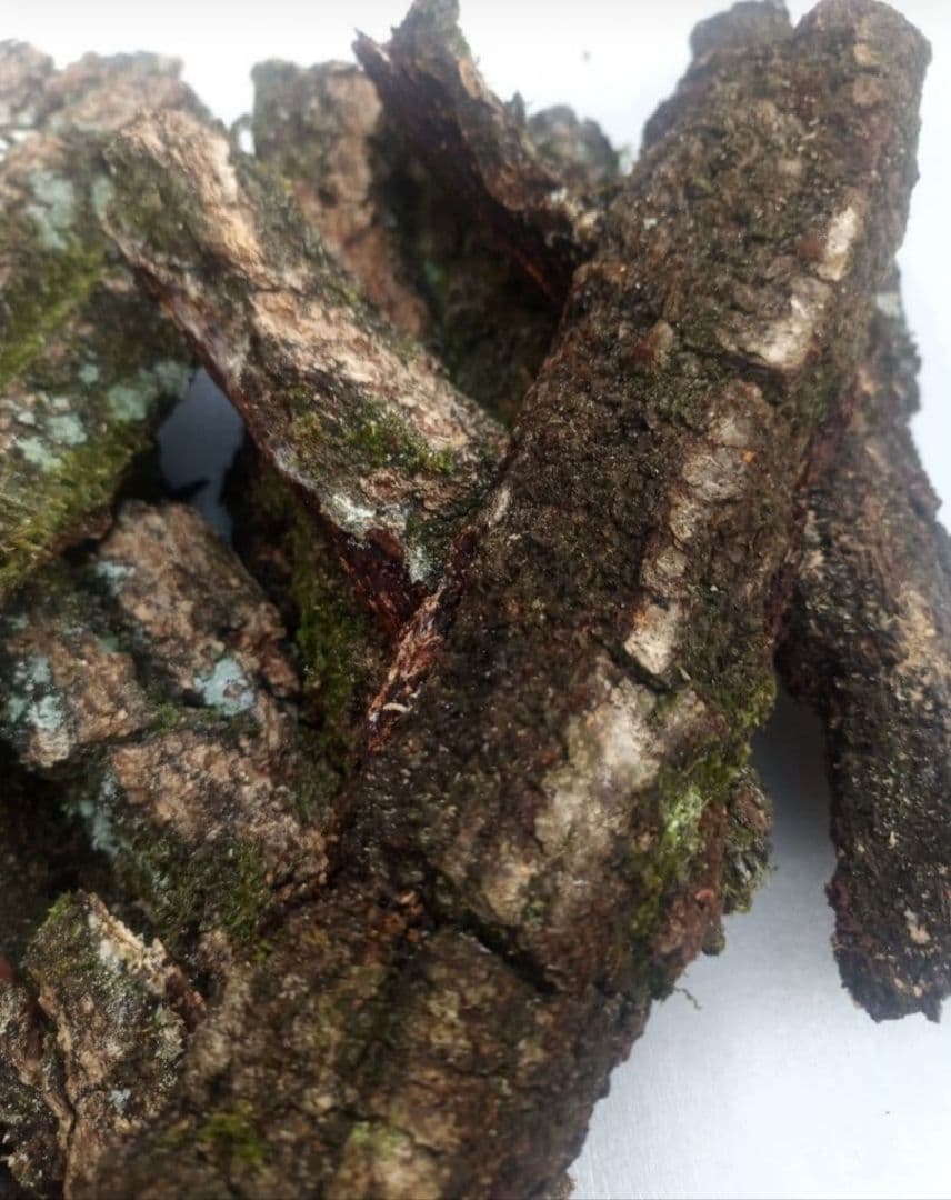 Gifu Prefecture, Tono Region, Natural, Pesticide-Free, Konara Oak Bark, Gifu, Stag Beetles, Rhinoceros Beetles